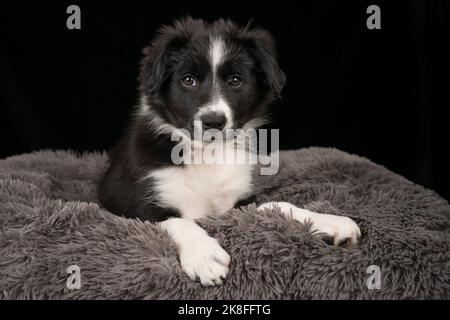 Border collie puppy sitting on pet bed against black background Stock Photo