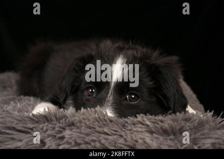 Border collie puppy resting on pet bed against black background Stock Photo