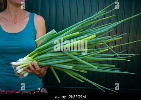 Midsection of woman holding freshly harvested spring onions (Allium fistulosum) Stock Photo