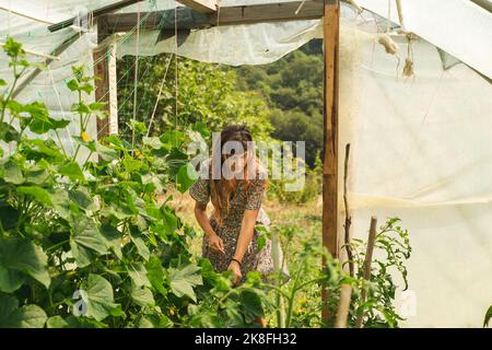 Young farmer working in greenhouse Stock Photo