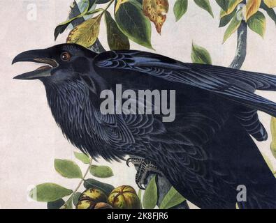 Raven (Corvus corax) from Birds of America by John James Audubon Stock Photo