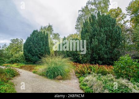 Panorama of Hannover Botanical Garden with various trees (juniper or yew) and fantastic perennials and garden paths Stock Photo