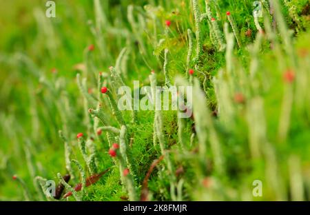 Stems of green lichen (Cladonia floerkeana) Stock Photo