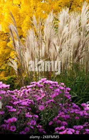 Garden autumn flowers, Aster Miscanthus sinensis Season, Maiden Grass Purple Yellow Sunny day October Miscanthus autumn colour Stock Photo