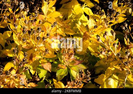 Platycodon Autumn, Platycodon grandiflorus, Balloon flower, Yellow, Leaves, Autumnal, Foliage, Plant Platycodon 'Sentimental Blue' Bellflower Stock Photo