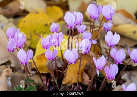 Autumn Flowers Cyclamen hederifolium, the ivy-leaved cyclamen or sowbread Stock Photo