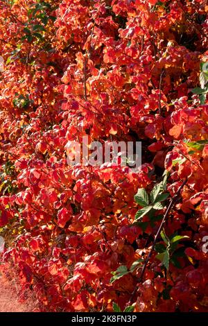 Viburnum carlesii, Autumn, Bush, Red, Leaves, Shrubby, Viburnums, Deciduous, Foliage Stock Photo