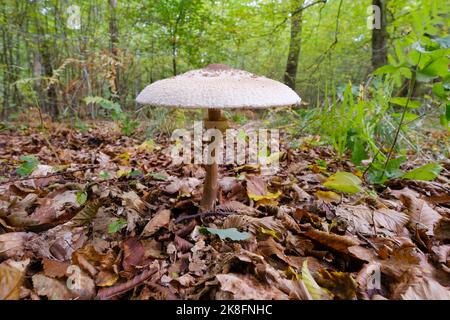 Parasol mushroom (Macrolepiota procera) growing on forest floor Stock Photo