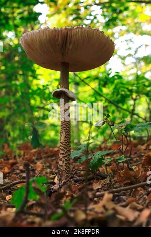 Parasol mushroom (Macrolepiota procera) growing on forest floor Stock Photo