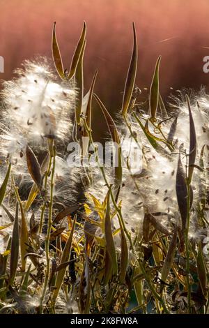 Silky fluff of seeds Asclepias tuberosa, Butterfly Milkweed, Seed heads, Pods, Autumn Stock Photo