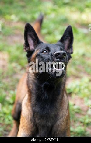 Portrait of purebred belgian malinois shepherd dog growling and showing her teeth. Stock Photo