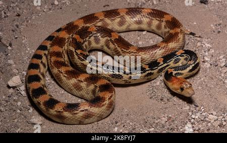 Baja California Gophersnake (Pituophis vertebralis bimaris) from San