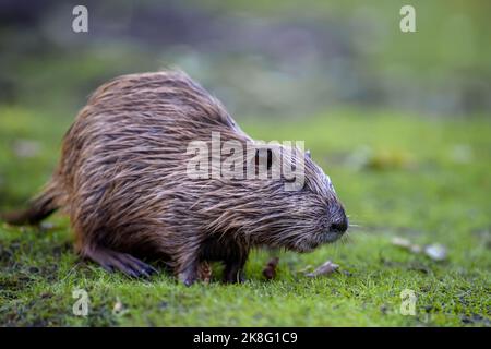 Young coypu (Myocastor coypus) in grass on river bank. Rodent also known as nutria. Wildlife scene Stock Photo