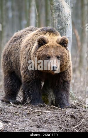 Wild Brown Bear (Ursus Arctos) in the autumn forest. Animal in natural habitat. Wildlife scene Stock Photo