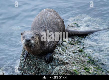 A North American river otter (Lontra canadensis) on the shore at Ruckle Provincial Park on Salt Spring Island in British Columbia, Canada. A North American river otter (Lontra canadensis) on the shore at Ruckle Provincial Park on Salt Spring Island in British Columbia, Canada.