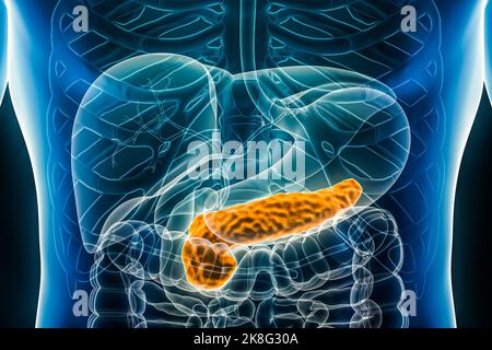 Pancreas 3D rendering illustration anterior or front view close-up. Organ of the human digestive system. Anatomy, medical, biology, science, healthcar Stock Photo