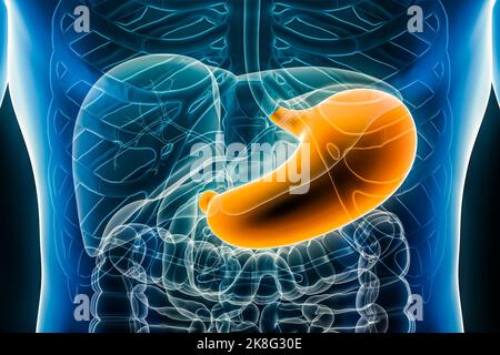 Stomach 3D rendering illustration anterior or front view close-up. Organ of the human digestive system. Anatomy, medical, biology, science, healthcare Stock Photo