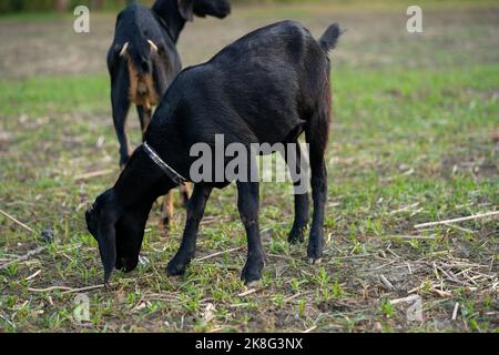 Black and white goat eating grass Stock Photo