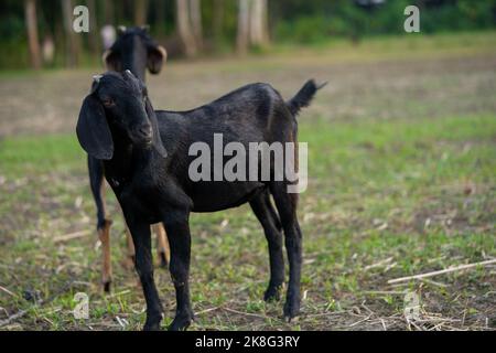 Black and white goat eating grass Stock Photo