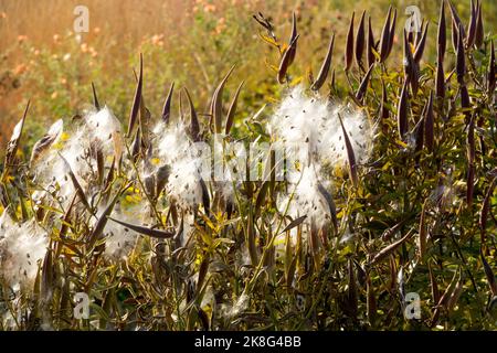 Fluffed, Butterfly Milkweed, Asclepias tuberosa, Milkweed, Autumn, Pods, Ripe, Plant, Seeds Stock Photo