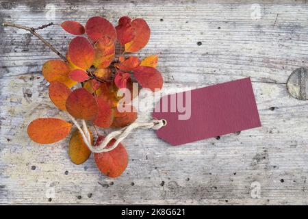 Autumn leaves lie next to a label with text space on a wooden background Stock Photo