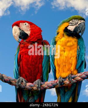 Blue and yellow macaw and a Scarlet macaw perched on a rope Stock Photo