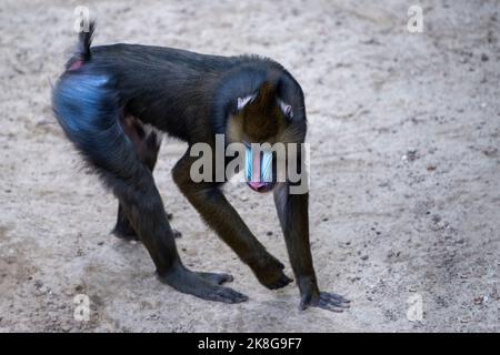 Mandrill walks on the sand, monkey walks on the sand side view. Stock Photo