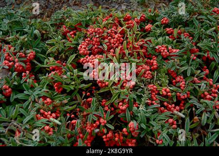 Pyracantha coccinea. Ripe firethorn fruits grow on firethorn bushes. A bunch of pyracantha berries. Stock Photo