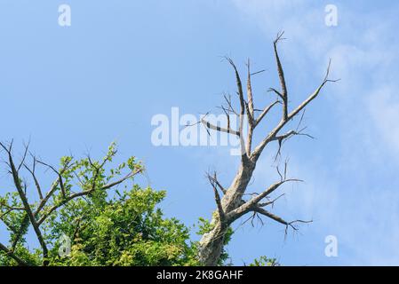 Tree branches without green leaves and big dry branch against blue sky Stock Photo