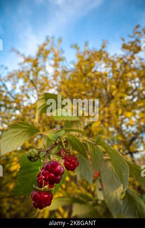 Branch with red ripe raspberries in autumn garden Stock Photo