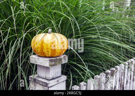 Small striped pumpkin on an old fence post in Woodstock, Vermont, USA VT, US New England Stock Photo