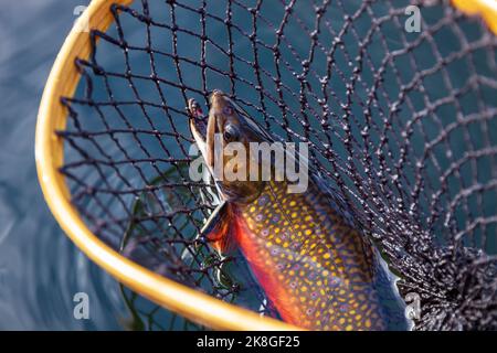 Male Brook Trout In A Landing Net, Old Photo Effect Stock Photo, Picture  and Royalty Free Image. Image 143269083.