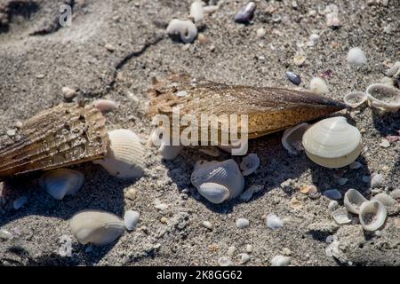 A pair of stiff pen shells along with other seashells washed ashore at Bowman’s Beach prior to Hurricane Ian on Sanibel Island in Florida. Stock Photo