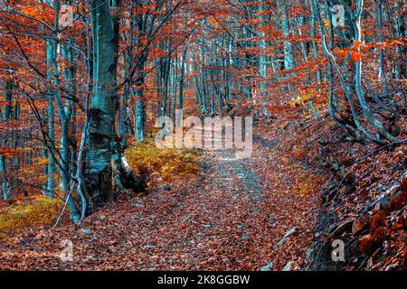 Amazing footpath in the autumn beech forest. Road between red trees. Scenic Carpathian mountains Stock Photo