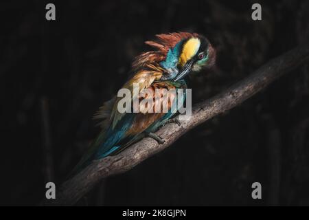 Wild European bee eater sitting on branch and preening colorful feathers in dark forest at night Stock Photo