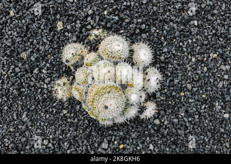 Top view of exotic cactus with white thorns growing on ground covered with small stones in garden in Lanzarote, Canary Islands, Spain Stock Photo