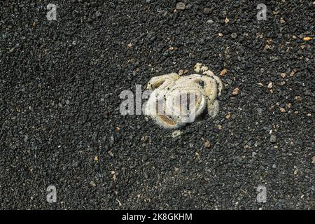 From above unusual crested mammillaria cactus growing on rocky ground on sunny day in garden in Lanzarote, Canary Islands, Spain Stock Photo