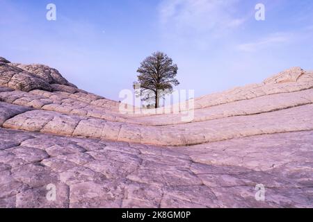 Scenic view of lonely tree on sandstone hill in White Pocket, Vermilion Cliffs National Monument, Arizona, USA Stock Photo