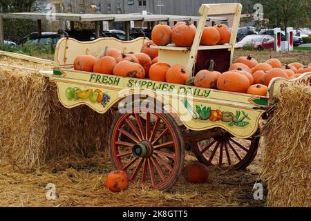 Exeter, UK - October 2022: Halloween pumpkin (gourd) for sale at a pumpkin patch farm in England, UK Stock Photo