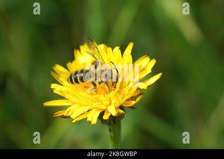 Detailed closeup on a male Pantaloon bee, Dasypoda hirtipes sitting on a yellow flower Stock Photo