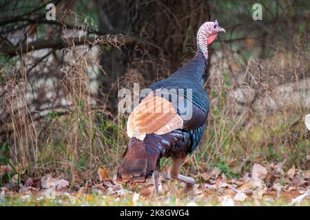 Rare wild male turkey (Meleagris gallopavo) erythritic color phase also known as red phase in October, horizontal Stock Photo