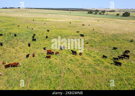 Cows raised with natural pastures, meat production in the Argentine countryside, La Pampa Province, Argentina. Stock Photo