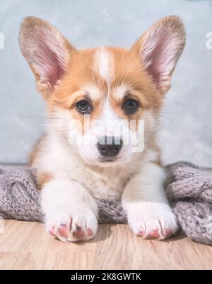 adorable little puppy welsh corgi pembroke laying on wool scarf and looking at the frame the large portrait. 2 months Stock Photo