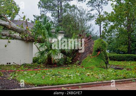 Fallen tree reasting on a wall after hurricane Ian strong winds Stock Photo