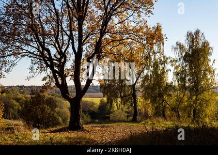A lone oak tree with a spreading crown growing on a hillock, a beautiful autumn landscape Stock Photo