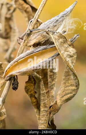 Common Milkweed, Asclepias syriaca, Pod, Opening, Seed head, Autumn, Asclepias, Milkweed, Family, Plant Stock Photo