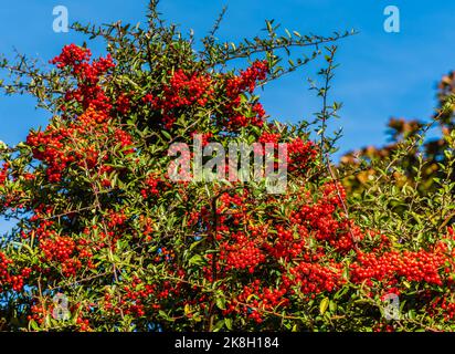 Pyracantha 'Darts Red', growing in a counry garden. Stock Photo