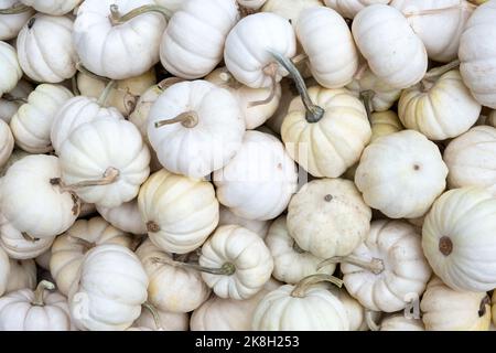 Pile of seasonal mini pumpkins at local farmers market. Exhibition and sales. Little White Baby Boo Pumpkins Stock Photo