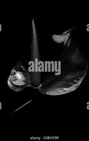 Black and white photo of anthurium against black background. Tropical minimalist backdrop Stock Photo