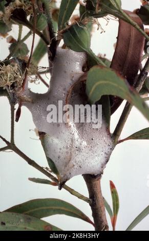 STUDIO IMAGE OF SPITTLE BUGS ON EUCALYPTUS TREE. THE NYMPHS PROTECT THEMSELVES FROM DRYING OUT & FROM PREDATORS BY PRODUCING STICKY FROTHY BUBBLES. Stock Photo